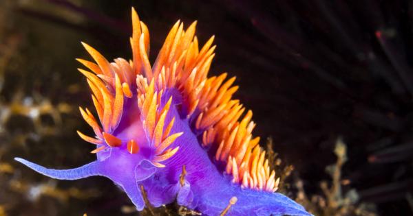 Отровата на известния лилав конусовиден морски охлюв Conus purpurascens има