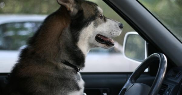 Изненаданият четириног дал заден и ударил колата в стената на