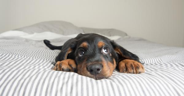 Това не е вашето легло Тези очарователни снимки на кучета