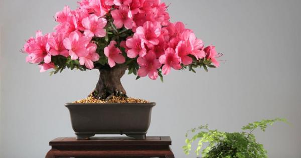 Бонсаите са нещо прекрасно Красиви са побират се в къщата