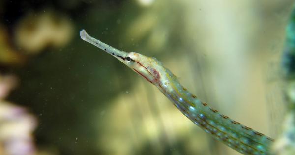 Рибоците от вида морска игла както и по известните им братовчеди