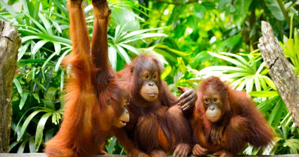 Хората може би си мислят че те са изобретили глухонемския