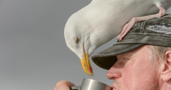 Пияни птици предизвикаха задръстване на магистрала в Австрия Виена Огромно ято скорци