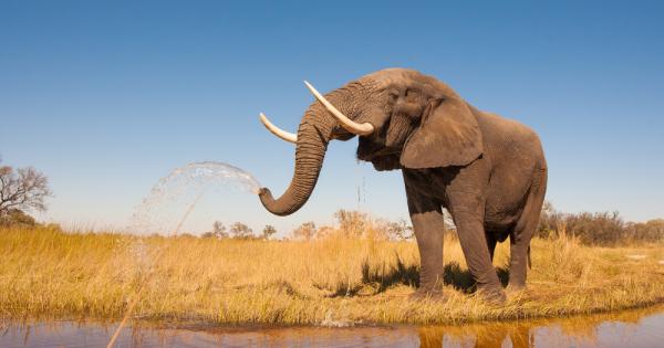 Не че побеждаването убиването и изяждането на слон е нещо