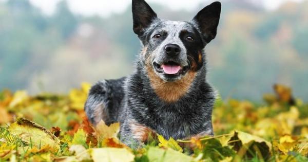 Разказите за домашни любимци и особено кучета които полудяват преди