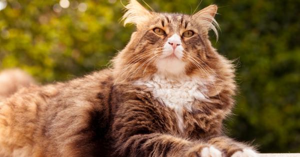 Котките от породата мейн кун са едни от най големите питомни