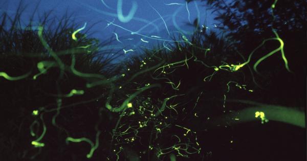 Тези фотографии на светулки в гората направени от професионални фотографи