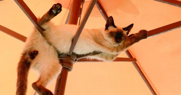 Всеки който има котка със сигурност е установявал невероятното умение