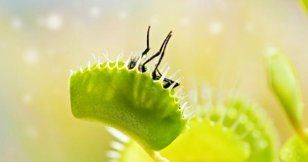 Венерината мухоловка и други хищни растения могат да броят според