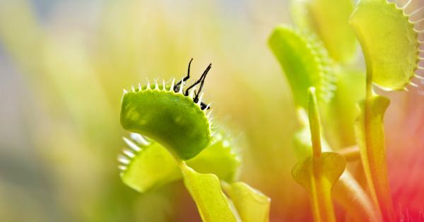 Eдно от най известните хищни растения – Венерината мухоловка Dionaea muscipula