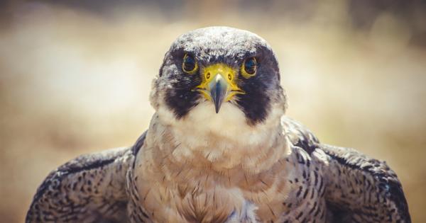 Наистина ли мухата вижда мухоловката и битката ни с нея