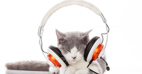 Всеки който обича музиката знае колко голяма може да е