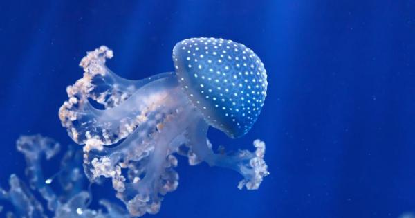 Крокодилите гълтат цели камъни Нещастните животни и хора не са