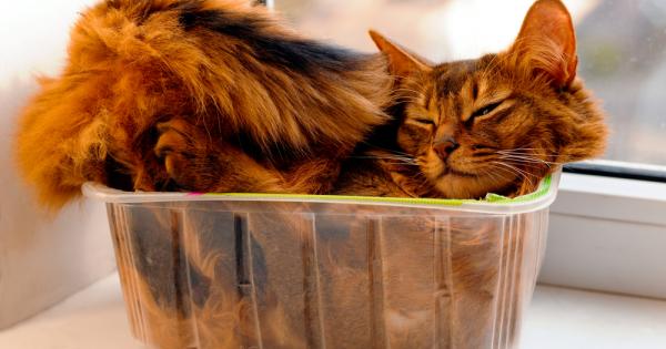 Котките не престават да ни удивляват със своята склонност и