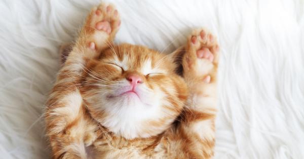 Собствениците на котки знаят че техните пухкави приятели обичат да