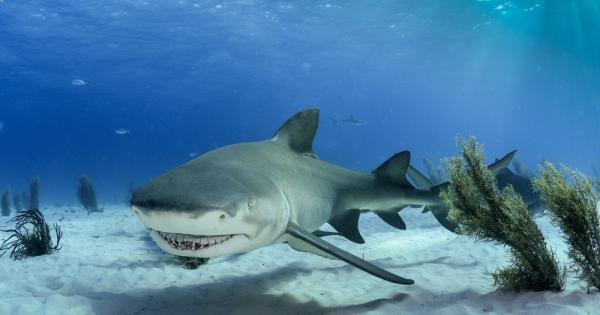 Токсините в някои водорасли довеждат акулите до състояние на хипервъзбуденост