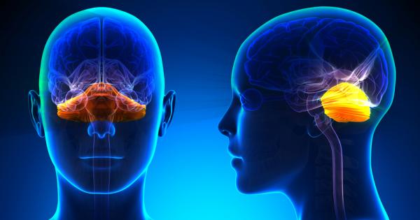 Един от най добре изучените региони в мозъка церебелума дава само