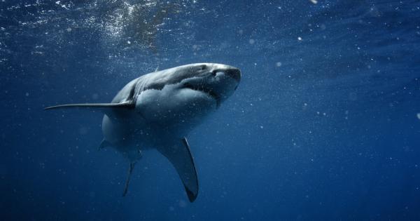 Ракът е един от най страшните бичове не само за човека