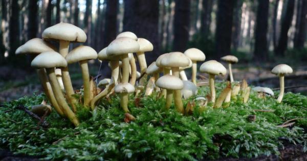 Начинът по който активното вещество псилобицин което се съдържа в