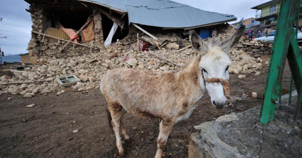Има много истории за животни които се държат странно преди