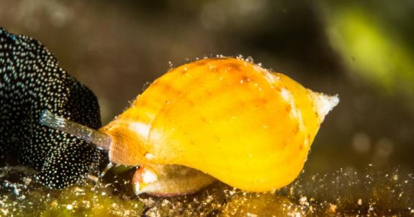 От всички праисторически организми учените най малко са очаквали да открият