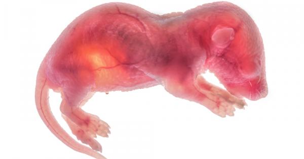 Вековни теории за репродукцията току що бяха опровергани в Бат Великобритания За