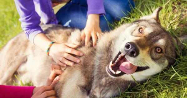 Изследователи са доказали че кучетата са в състояние да различават