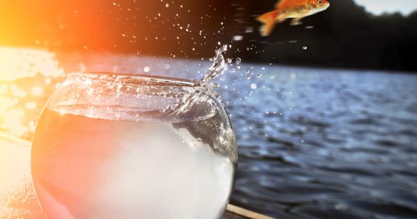 Пуснати на свобода златни рибки се превръщат в златни чудовища Проблемът