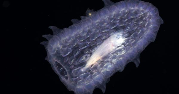 Голяма част от хората смятат че нарвалите са еднорозите на