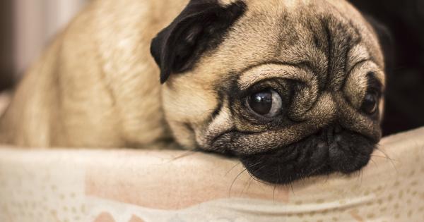 Порицаването на куче в последно време се превърна в популярна