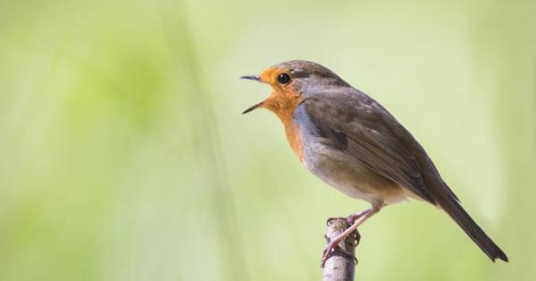 Много от нас мислят за Северна Корея като странно затворено