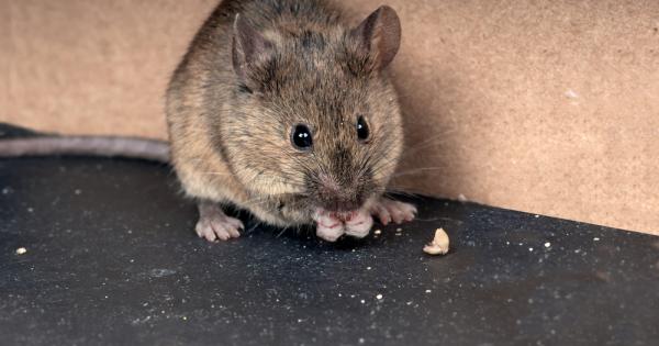 Британски учени съобщават че са възстановили зрението на мишки след