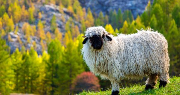 Черноносите овце от региона Вале в Швейцария са едни от
