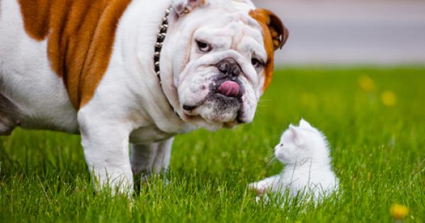 Големите животни живеят по дълго котката живее повече от мишката мечката