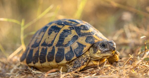 След една обиколка из България чешкият историк Константин Иречек пише