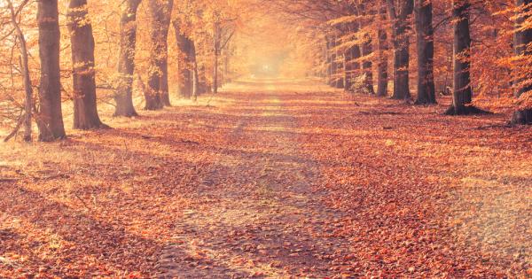 Защо листата променят цвета си през есента Защото изгубват хлорофила