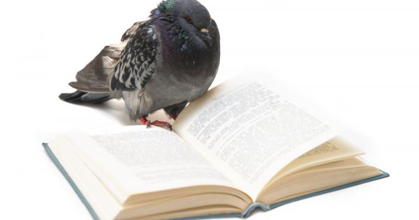 Ново изследване показва че гълъбите могат да бъдат научени да