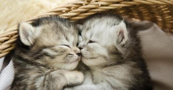 Исак Нютон постига множество важни неща в своя живот Поставя