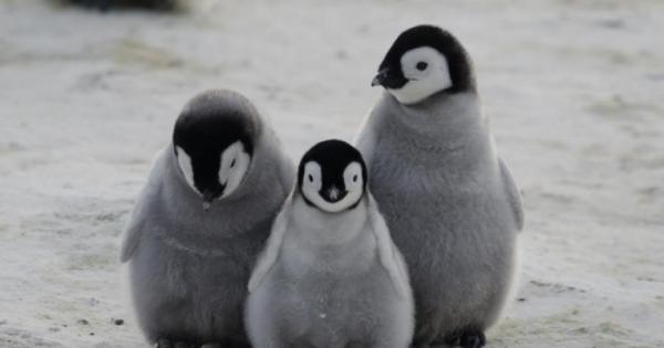 В бар на плажа се появява пингвин Сяда поръчва уиски