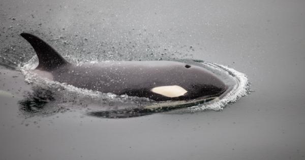 105 годишен кит убиец още ловува след като е бил забелязан