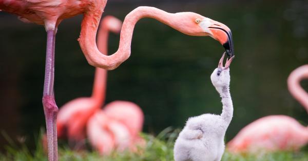 Причината за розовия цвят на фламингото е неговото меню Малките
