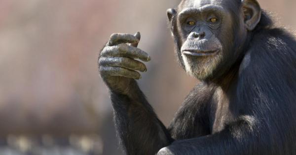Нови видеокадри на ритуално поведение на шимпанзета заснети и анализирани