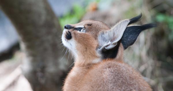 Спрете за миг и се насладете на може би най сладкият