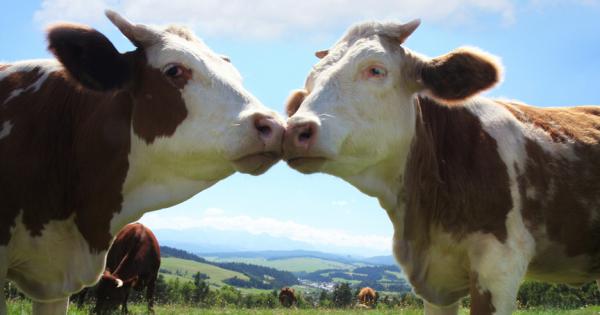 Кравите са социални животни и изграждат близки връзки помежду си