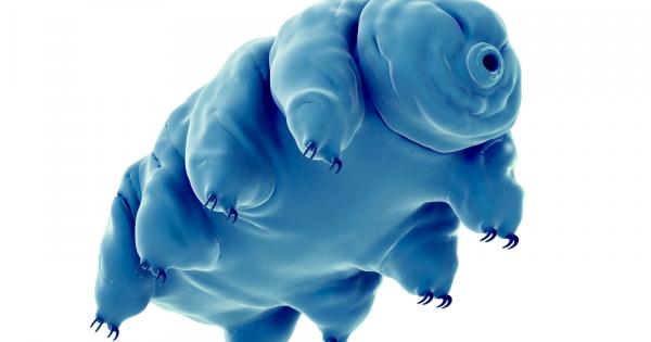 Водните мечки или тардиградите както са официално известни са малки