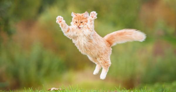 Котките са почти универсален символ на грациозността и уравновесеността –