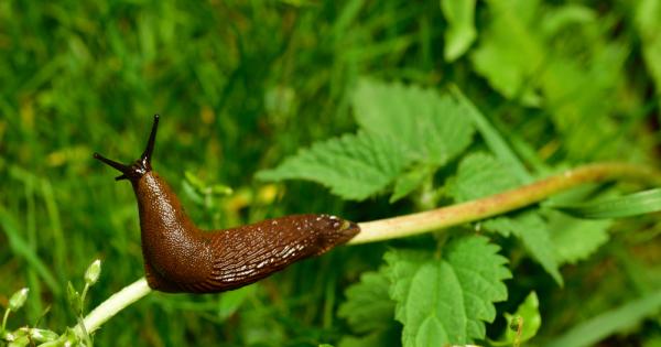 Учени са били вдъхновени от европейския гол охлюв и са