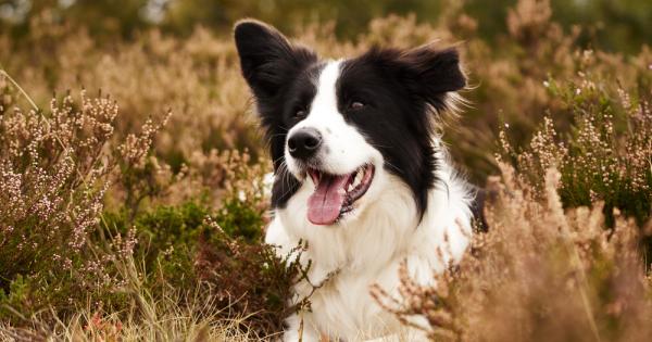 Не съществува лесен начин по който можем да определим кучешката