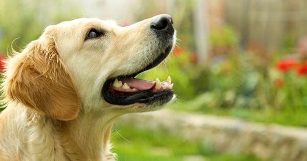 Следващия път когато говорите на своето куче имайте предвид че може