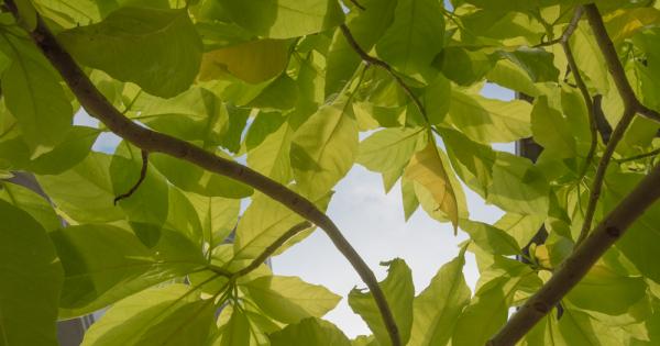 Не е необичайно растенията да пробождат или закачат семената си